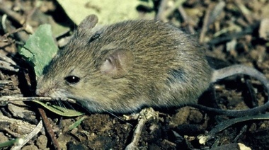 Fiebre Hemorrágica Argentina: preocupación por el aumento de casos