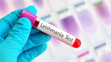 Leishmaniasis visceral canina: cómo reconocerla y prevenirla