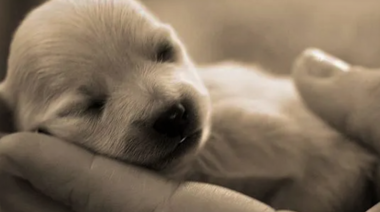 Uso de antibióticos en neonatos y cachorros