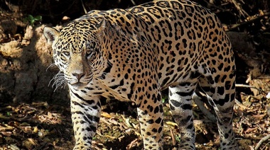 Los últimos 20 yaguaretés del Gran Chaco Argentino están acorralados