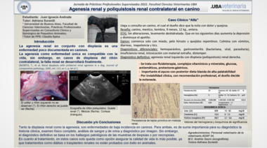Agenesia renal y poliquistosis renal contralateral en canino