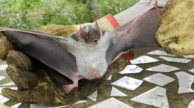 Brote de rabia paresiante en Chaco