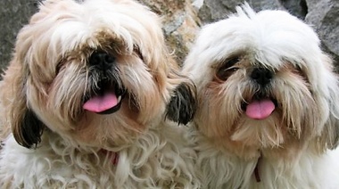 Ordenan a una expareja la tenencia compartida de sus perros por ser miembros de la familia