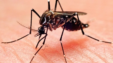 Los virus causantes del dengue y el zika modifican el olor corporal de su huésped