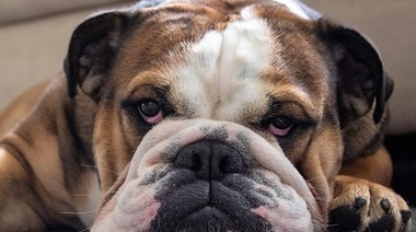 Las razas caninas braquicéfalas son más propensas a dermatitis por pliegos cutáneos