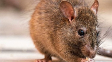 Hantavirus: una niña de 8 años falleció en Chubut víctima de la enfermedad