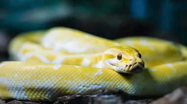 El 54,7% de las serpientes "mascotas" tiene problemas de bienestar
