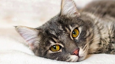 Nuevas pautas sobre el manejo del gato hospitalizado inapetente