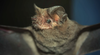 Identifican treinta y cinco nuevos virus en murciélagos argentinos