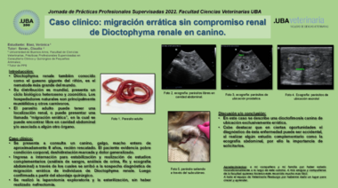 Caso Clínico: migración errática sin compromiso renal de Dioctophyma renale en canino