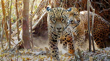Nacieron dos yaguaretés silvestres en los Esteros del Iberá por primera vez en más de 70 años