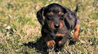 Nueva guía sobre la cría responsable de cachorros