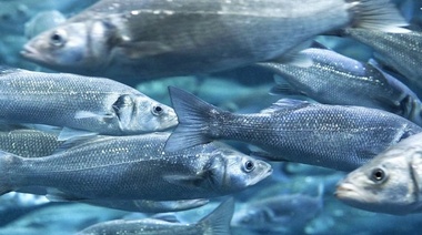 Acuicultura: un sector con grandes oportunidades para los veterinarios
