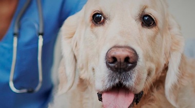 Nuevas pautas de administración de antimicrobianos en animales de compañía