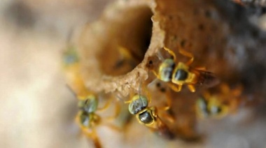 Yateí: la abeja nativa sin aguijón como opción para diversificar la producción de miel