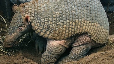 El armadillo más grande del mundo sólo subsiste en áreas protegidas del Chaco argentino