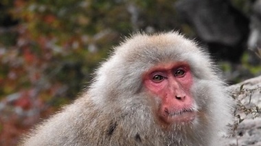 Una ola de ataques de macacos a humanos aterroriza a una ciudad japonesa