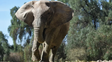 Autorizaron el traslado de la elefanta Kenia de Mendoza al Santuario de Brasil