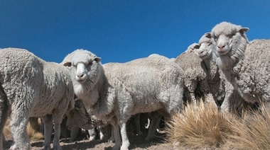 Medidas de bienestar para prevenir problemas en ovinos durante la esquila preparto