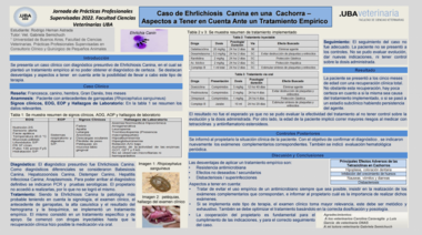 Caso de Ehrlichiosis Canina en una cachorra. Aspectos a tener en cuenta ante un tratamiento empírico