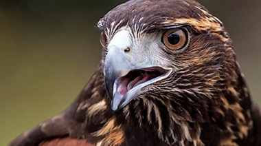 Evalúan las interacciones negativas humano-fauna en Sudamérica