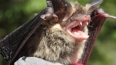 Relevan las diferentes especies de murciélagos en Chubut