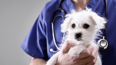 Día del Veterinario en Argentina