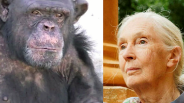 "Estar solo, sin nadie a quien acicalar o simplemente pasar el rato, es una forma de tortura"