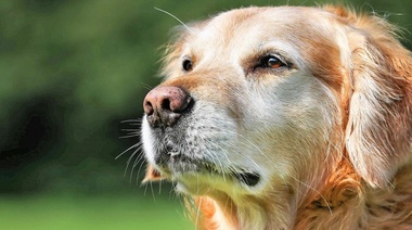 Relación entre la pérdida auditiva, la función cognitiva y la calidad de vida en perros gerontes
