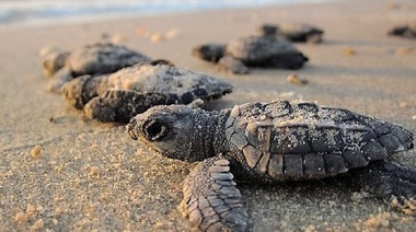 El porqué de que casi la totalidad de las tortugas marinas que están naciendo sean hembras