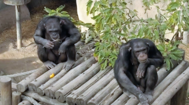 Los chimpances del Ecoparque de la Ciudad van a ser trasladados a un santuario de primates