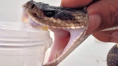 Instituto Malbrán: el mayor productor de antivenenos de Argentina