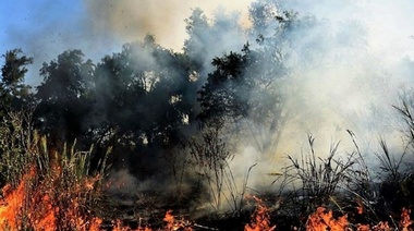 Los incendios en el Delta del Paraná están afectando a la fauna silvestre