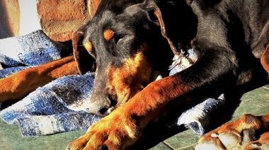 El efecto del tratamiento a largo plazo del hipoadrenocorticismo en perros