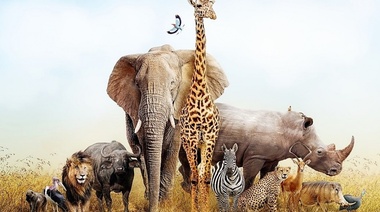 Los 10 animales más y menos aptos para soportar el cambio climático, según la ciencia