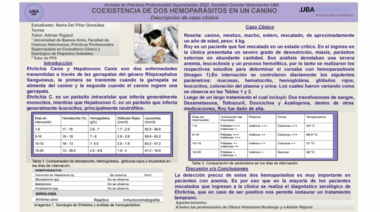 Caso clínico: Coexistencia de dos hemoparásitos en un canino