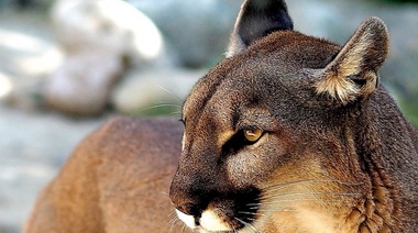 Día Internacional del Puma: el animal emblemático de América