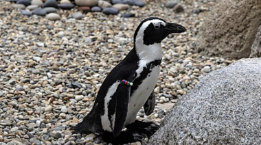 Le colocan calzado ortopédico especial a un pingüino que padece una afección crónica