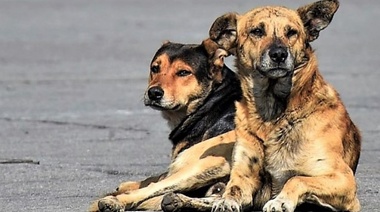 Día del Veterinario de Control de Fauna Urbana