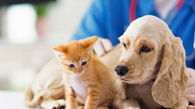 ¿El veterinario que se dedica a medicina de animales de compañía es un científico?