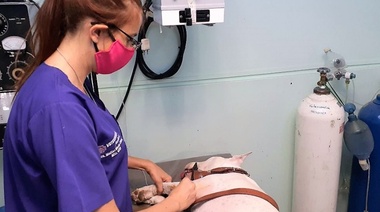 Tratamiento de las leucemias en perros y gatos