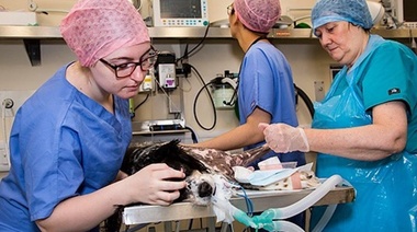 Evalúan el riesgo de muerte por sedación y anestesia general en perros