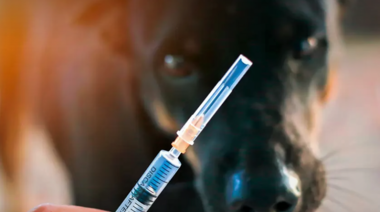 Nuevas pautas de vacunación canina