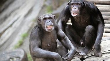 ¡Los chimpancés Sasha y Kangoo ya están en su nuevo hogar!