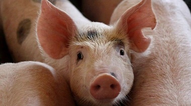 Establecen las condiciones sanitarias para el traslado de cerdos para reproducción procedentes del exterior