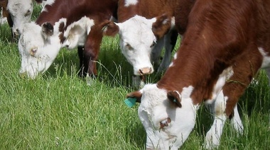 Fiebre aftosa: el 99% del ganado bovino de Sudamérica está libre de la enfermedad