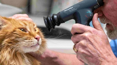 Nuevas Directrices para el diagnóstico de la peritonitis infecciosa felina