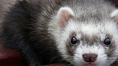 Examinan el riesgo zoonótico de los animales de compañía no tradicionales