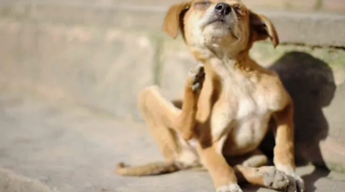 Comparan el microbioma intestinal entre perros atópicos y perros sanos