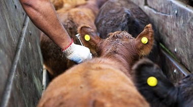 Senasa: Comenzó la segunda campaña de vacunación contra la fiebre aftosa y la brucelosis